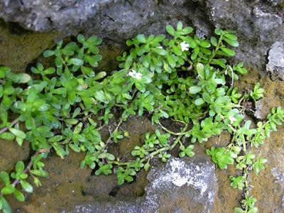 bacopa monnieri